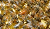 hive 2 queen