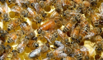 hive 2 queen