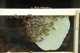 Bees making their own foundation