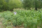 Tomatos and corn are taller than Gayla!