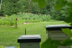 The bees are staying local right now