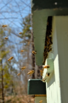Bees using a top entrance