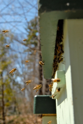 Bees using a top entrance