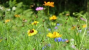 Native NE wildflowers make a great bee pasture