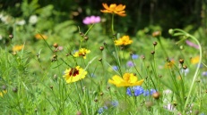 Native NE wildflowers make a great bee pasture