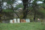 The apiary in Sullivan