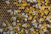 pollen comb