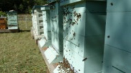 cu-hives.jpg