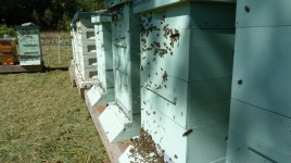 cu-hives.jpg